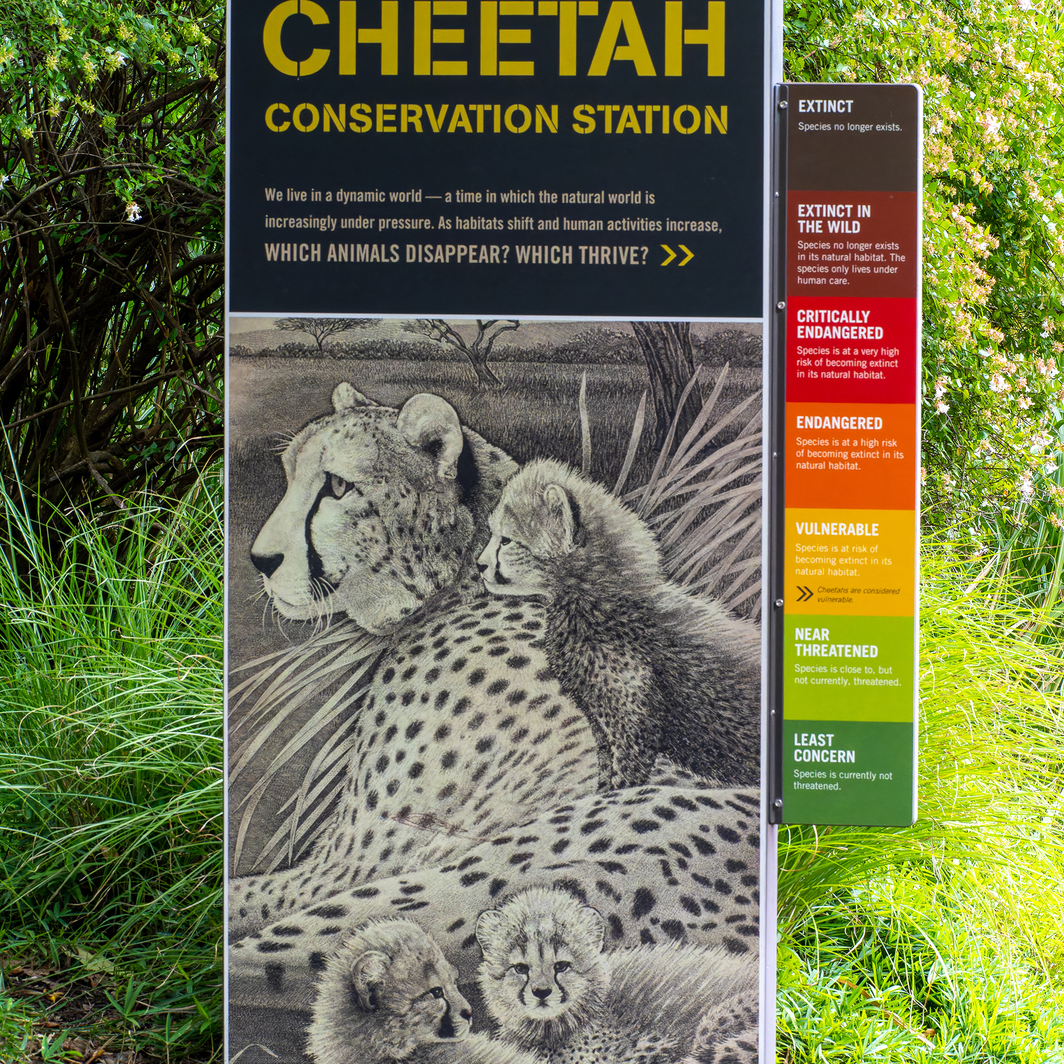 Cheetah Conservation